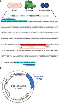 Development of droplet digital PCR-based detection of bacterial pathogens in prosthetic joint infection: a preliminary study using a synthesized model plasmid